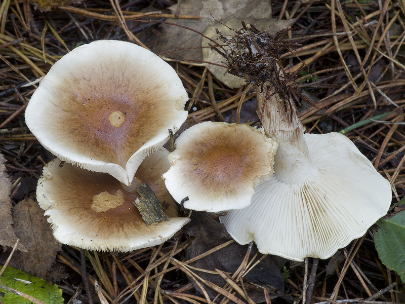 Pholiota mixta